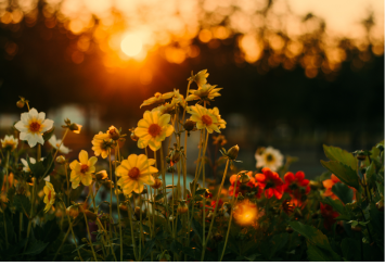 Plant Care & Gardening